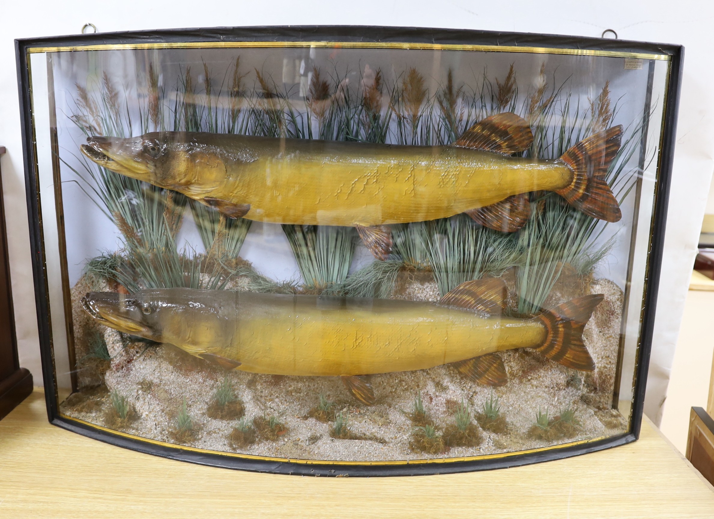 Taxidermy- an early 20th century naturalistic display of two pikes in a bowfront case, 98 cm wide, 23 cm deep, 63 cm high
